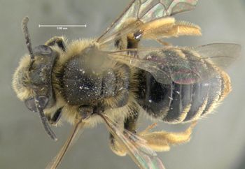 Media type: image;   Entomology 609514 Aspect: habitus dorsal view